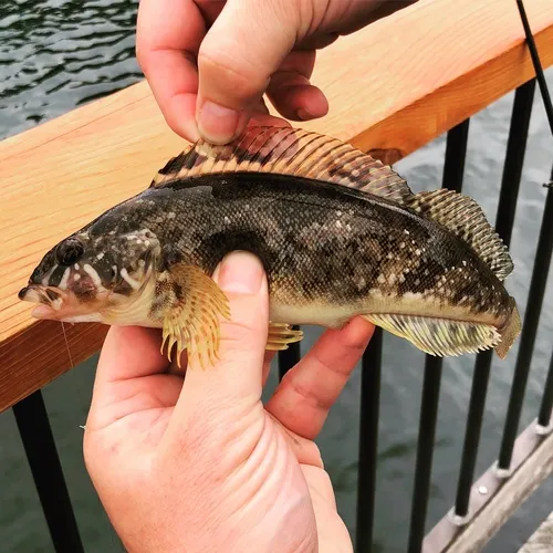 Whitespotted Greenling
