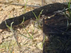 Haemopis marmorata thumbnail 2