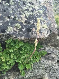 gooseberry-leaf alumroot thumbnail 4