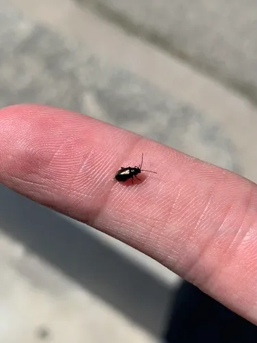 Chaetocnema ordinata