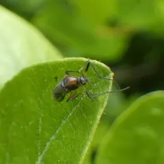 Clinotanypus pinguis thumbnail 1