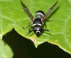 Euodynerus planitarsis thumbnail 2