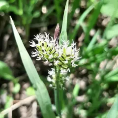Raynold's sedge thumbnail 2
