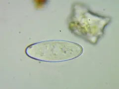 Plectania harnischii thumbnail 3