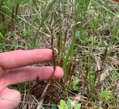 northern spikemoss thumbnail 3
