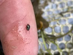 Haliplus immaculicollis thumbnail 1