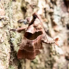 Dimorphic Tosale Moth thumbnail 4