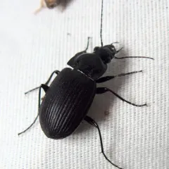 Chlaenius niger thumbnail 3