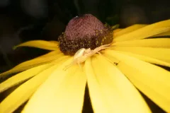Three-banded Crab Spider thumbnail 4