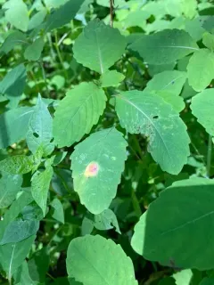orange wheat rust thumbnail 2