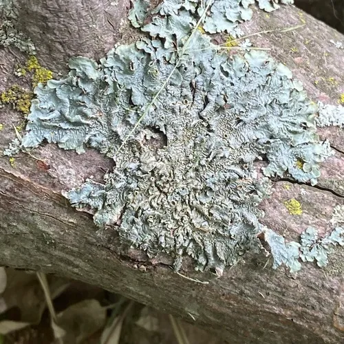 Eastern speckled shield lichen