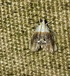 Sooty Lipocosmodes Moth thumbnail 3