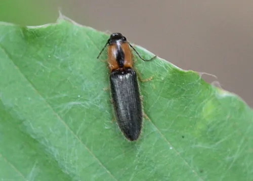 Spineless Click Beetle