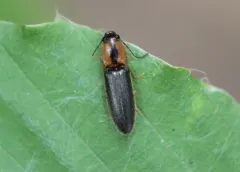 Spineless Click Beetle thumbnail 1