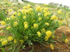 Davis' Springparsley thumbnail 2