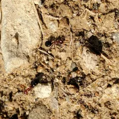 Mary's Odorous Ant thumbnail 2