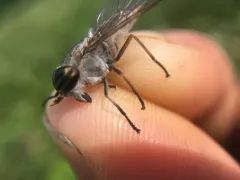 Tabanus similis thumbnail 3