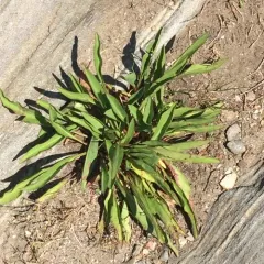 northern seaside goldenrod thumbnail 3