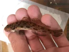 Bay Goby thumbnail 3