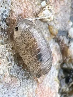 Harford's Isopod thumbnail 4