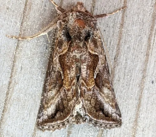 Autographa rubidus
