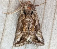 Autographa rubidus thumbnail 1