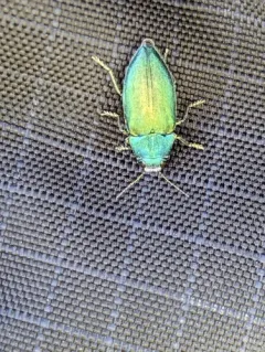 Phaenops gentilis thumbnail 4