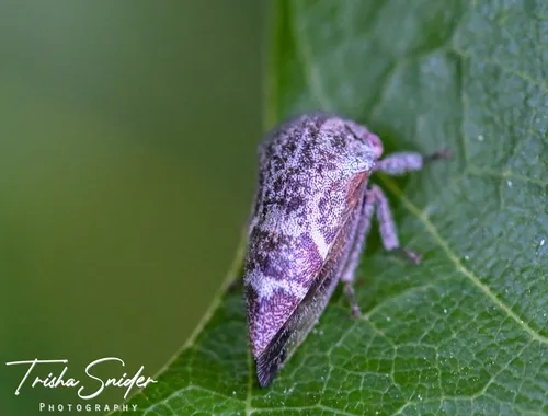 Ophiderma pubescens