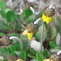 Yellow Mountain-avens thumbnail 4