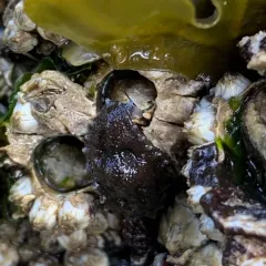 Leather Limpet thumbnail 3