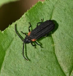 Greenarus thoracicus thumbnail 3