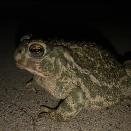 Great Plains Toad