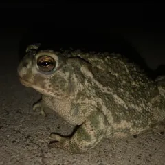Great Plains Toad thumbnail 1