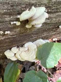 Panellus pusillus thumbnail 2