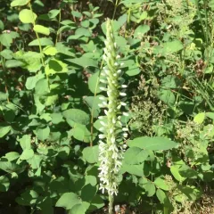 Elegant Rein Orchid thumbnail 3