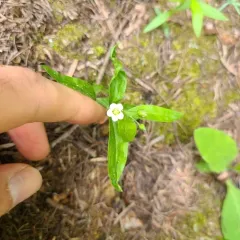 Largeleaf Sandwort thumbnail 3