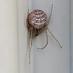 Mimetus epeiroides thumbnail 2