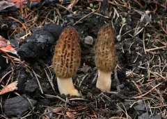 Morchella septimelata thumbnail 1