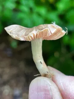 Entoloma abbreviatipes thumbnail 2