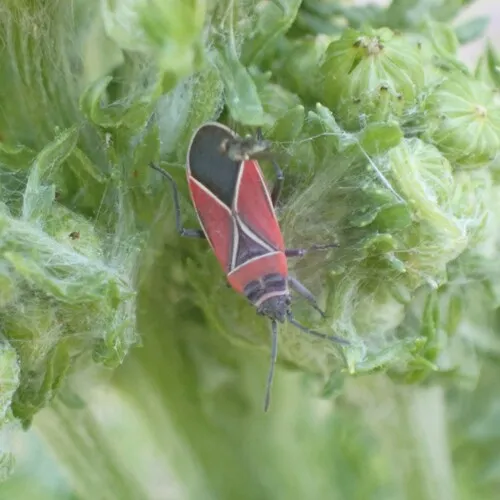 White-crossed Seed Bug