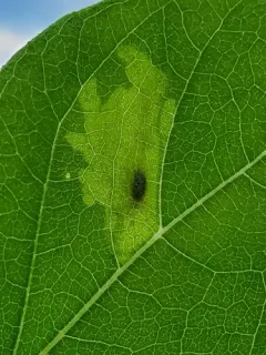 Calycomyza platyptera thumbnail 2