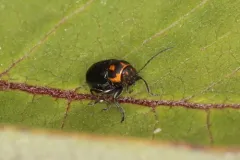 Pachybrachis trinotatus thumbnail 2