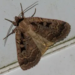 Two-spotted Dart thumbnail 3