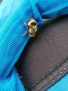 Heath Bumble Bee thumbnail 2