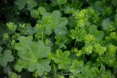 Large-toothed Lady's-mantle thumbnail 3