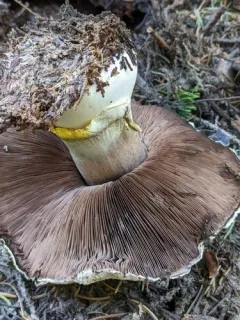 Agaricus moronii thumbnail 3
