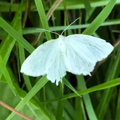 Snowy Geometer Moth thumbnail 3