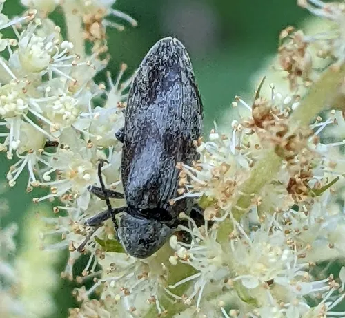 Araeopidius monachus
