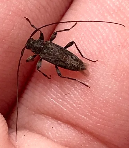 Dark-stained Longhorned Beetle