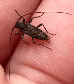Dark-stained Longhorned Beetle thumbnail 1